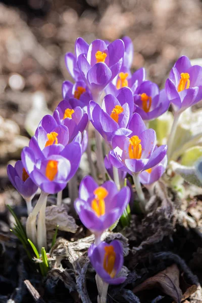 Closeup of purple crocus blooms popping up from ground in early spring — Stock Photo, Image