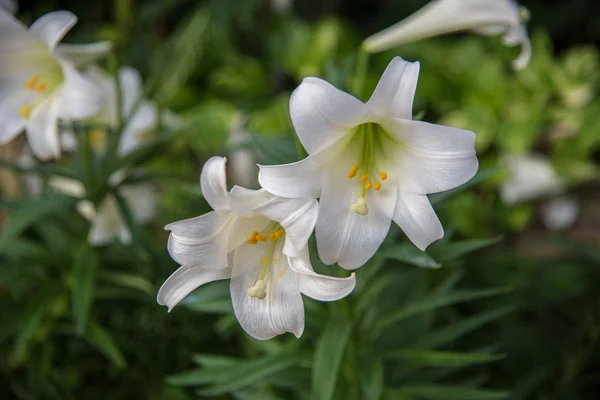 Two Easter lilies in full bloom — Stock Photo, Image