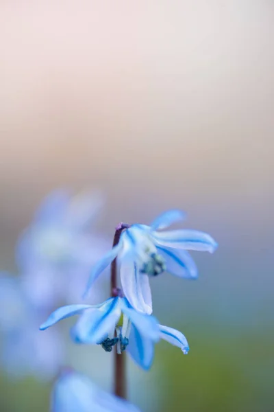 Frühling Blume Hintergrund Mit Kopierraum — Stockfoto