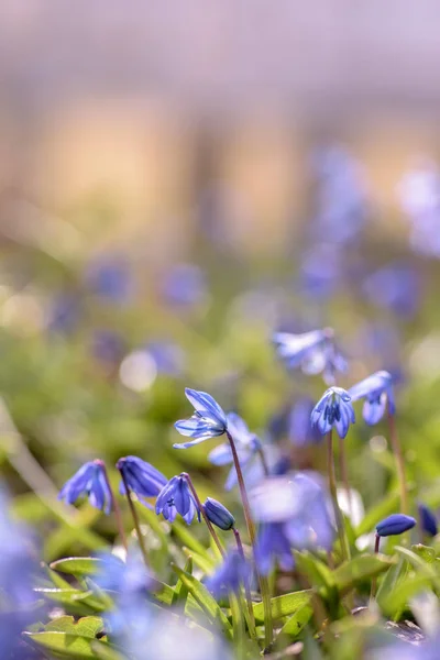 Beautiful Blue Siberian Squill Flowers Early Spring — Stock Photo, Image