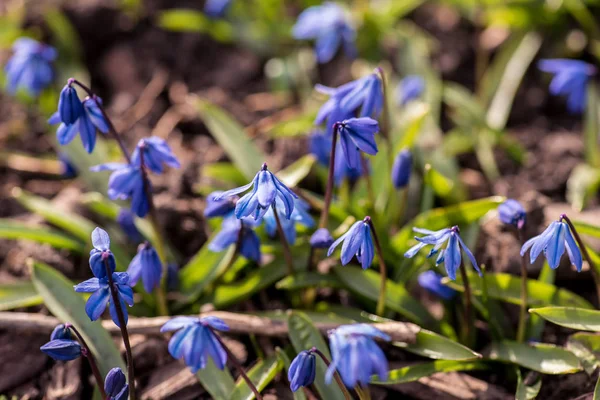 Tiny Blue Siberian Squill Flowers Early Springtime — Stock Photo, Image