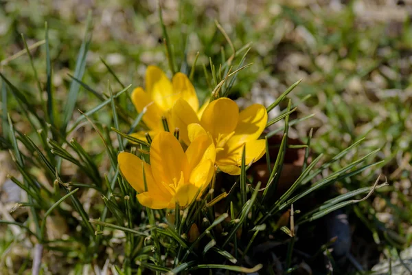 Macro Closeup Yellow Crocus Flower Blooming Spring — Stock Photo, Image