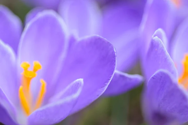 Krokusse Blühen Zeitigen Frühjahr — Stockfoto
