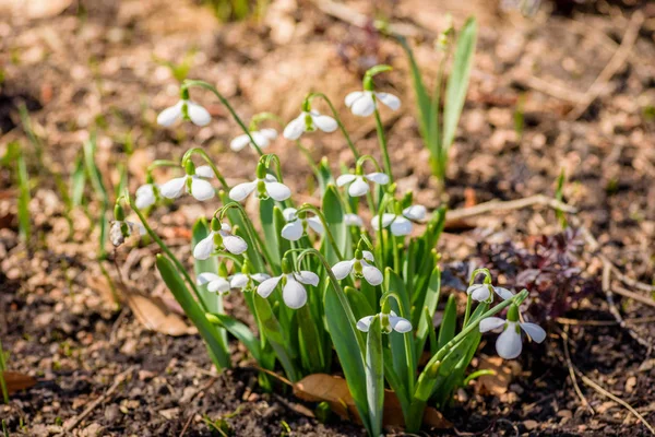 Pretty White Snowdrop Flowers Popping Spring — Stock Photo, Image