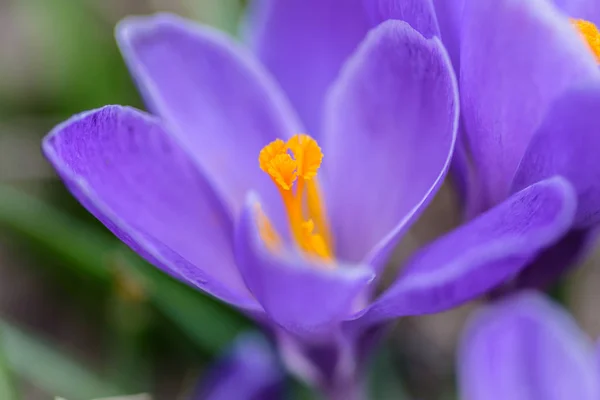 Lila Krokusblüte Makro Nahaufnahme Frühling — Stockfoto