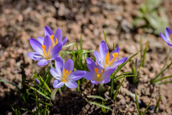 Crocus Flower Macro Closeup — Stock Photo, Image