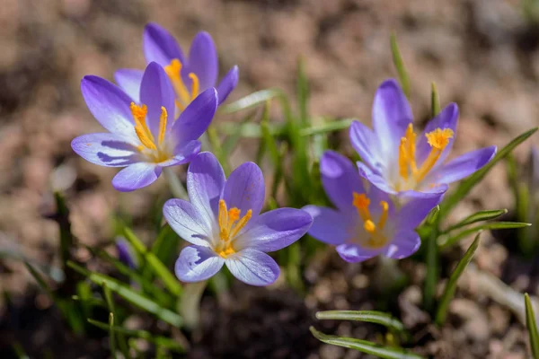 Light purple crocus flowers — Stock Photo, Image