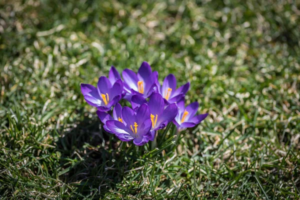 Purple crocus flowers in early spring — Stock Photo, Image