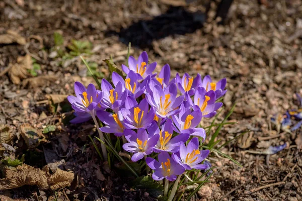 Crocus Flowers Blooming Early Spring — Stock Photo, Image