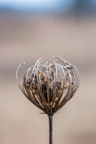 Close Van Gedroogde Wilde Bloem Hoofd Winter — Stockfoto