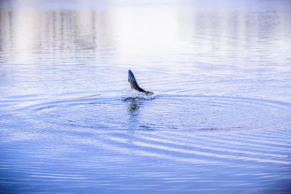 Poissons sautant hors de l'eau au coucher du soleil — Photo