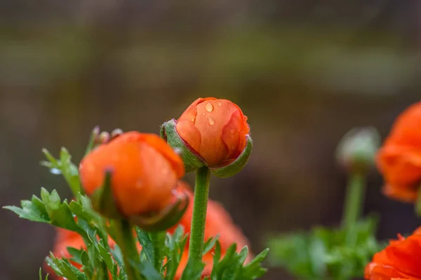 Ranunkulové Pupeny Kvetou Jarním Dešti — Stock fotografie