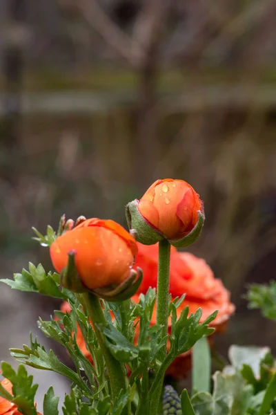 Boccioli di fiori arancioni brillanti sotto pioggia — Foto Stock