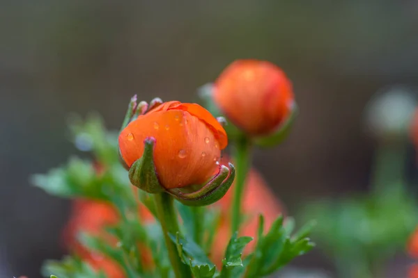 Zářivě oranžové Pryskyřník poupata s kapkami deště a měkké zaměření — Stock fotografie