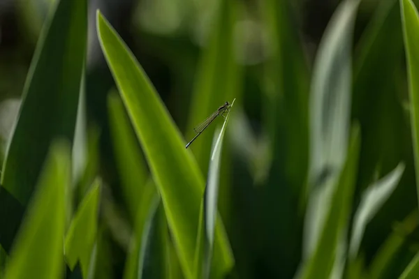 Macro Demoiselle Assise Sur Une Feuille Dans Jardin — Photo