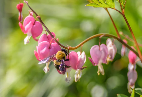 Bumble bee on pink bleeding heart flowers