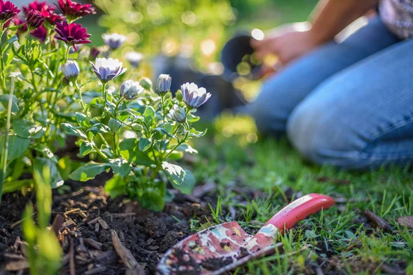 Woman planting spring flowers in garden — Stock Photo, Image