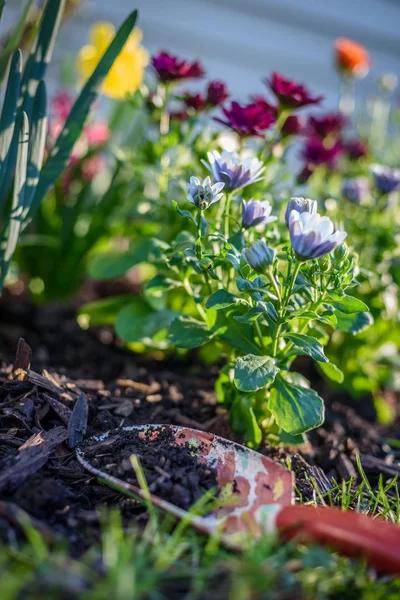 Närbild Kvinna Som Arbetar Trädgård Plantering Färgglada Vårblommor — Stockfoto