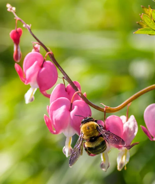 Bumble bee on pink bleeding heart flowers in spring