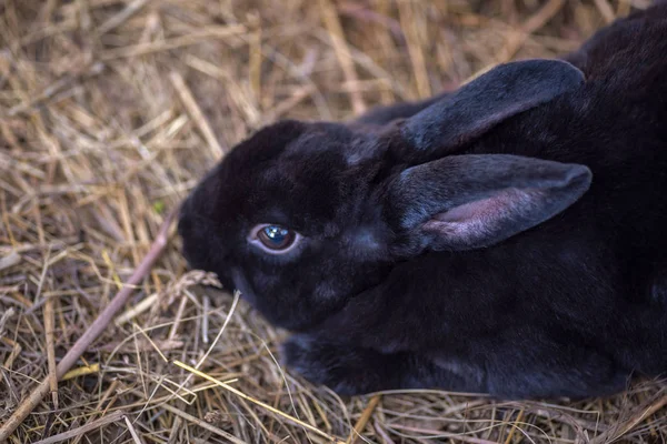 Closeup of a black baby bunny rabbit — Stock Photo, Image