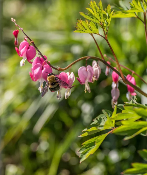 Bumble bee on pink flowers