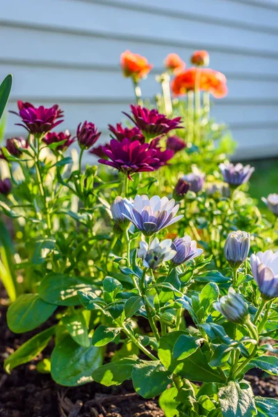 カラフルな春の花を植えるかではたらいている女性のクローズ アップ — ストック写真