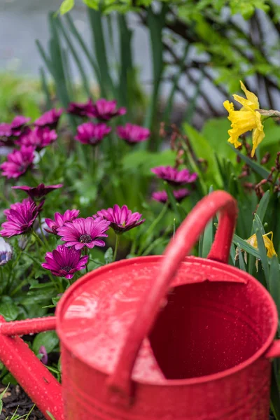 Röd Vattenkanna Vårträdgård — Stockfoto