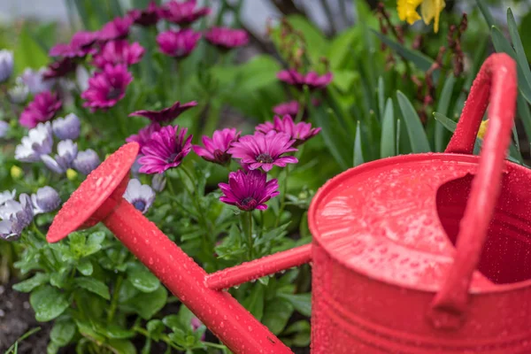 Red Watering Can Spring Garden — Stock Photo, Image