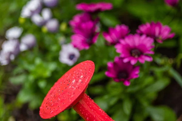 Annaffiatoio Rosso Nel Giardino Primaverile — Foto Stock