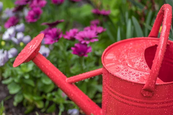 Red watering can and purple flowers in garden with raindrops — Stock Photo, Image
