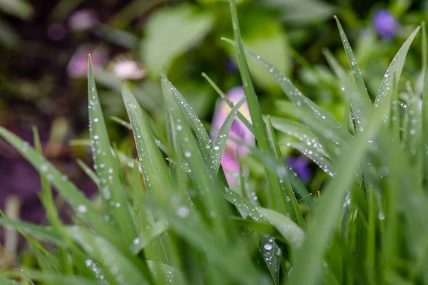 Krople deszczu na kwiaty w ogrodzie — Zdjęcie stockowe