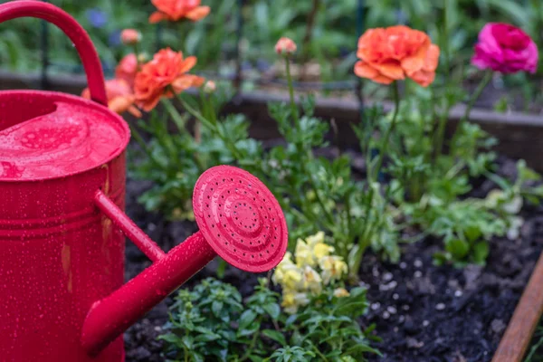 Red watering can spout with colorful orange spring flowers in background — Stock Photo, Image