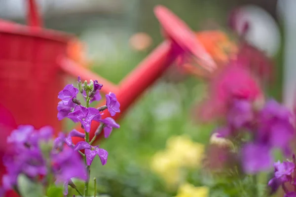Крупный план фиолетовых весенних цветов с мягким фокусом красная банка полива весной — стоковое фото