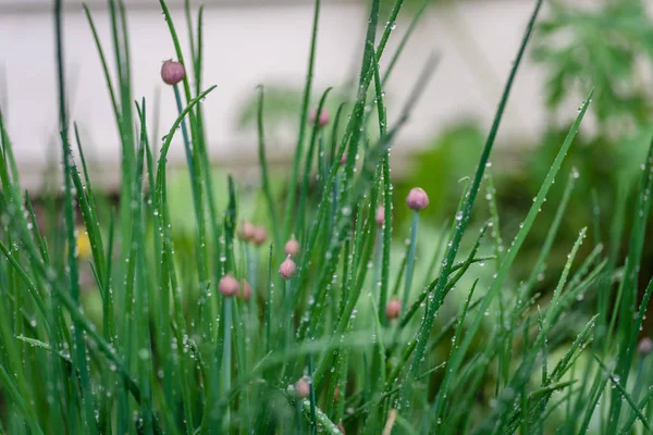 Primer plano de cebollino en el jardín con gotas de lluvia — Foto de Stock