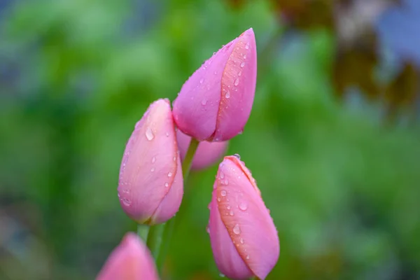 Bourgeons de tulipes roses sous la pluie — Photo