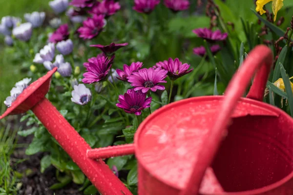 Röd vattenkanna i trädgården med färgstarka lila daisy blommor i blom efter regn — Stockfoto