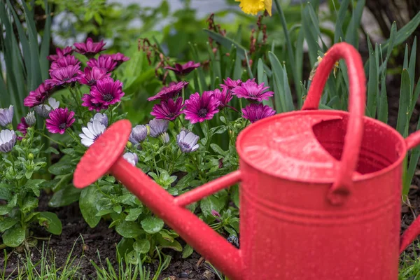 Red metal watering can in front of colorful spring flowers in rain — Stock Photo, Image