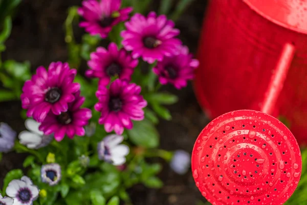 Regador vermelho e flores roxas com gotas de chuva — Fotografia de Stock