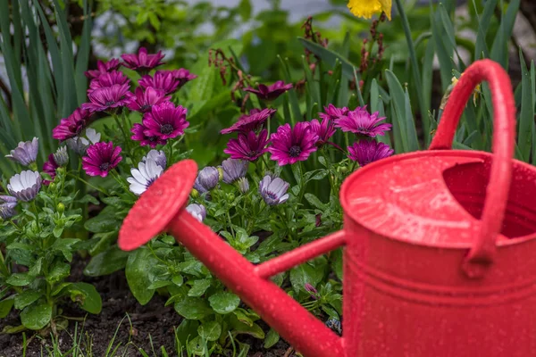 red watering can in garden with colorful spring flowers after rain