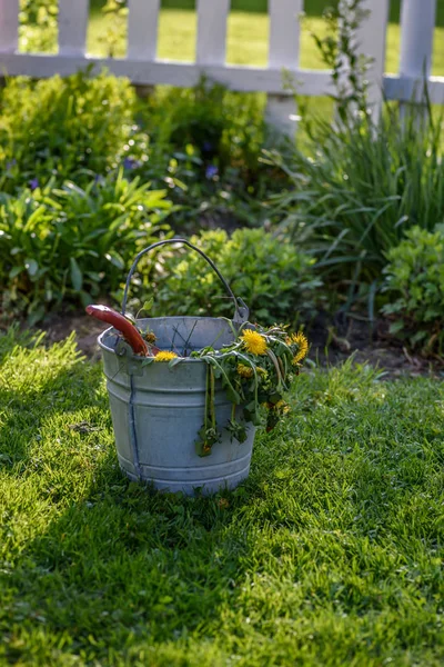 Pulling weeds from garden in spring — Stock Photo, Image