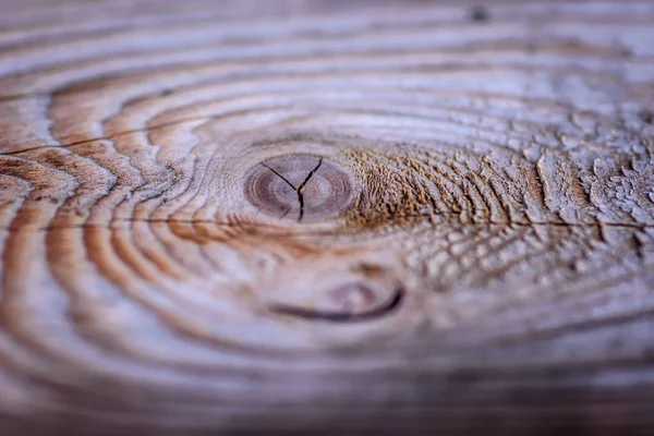 Querschnitt des Baumes mit Ringen und Knoten — Stockfoto