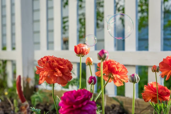 カラフルな春の花の背景の白いピケット フェンスが咲いています。 — ストック写真