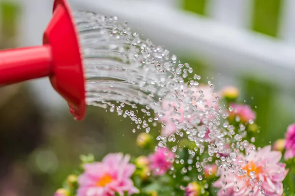 Macro of watering spring flowers — Stock Photo, Image