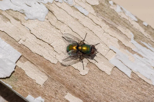 Primer plano de una sola mosca sobre una tabla de madera envejecida —  Fotos de Stock