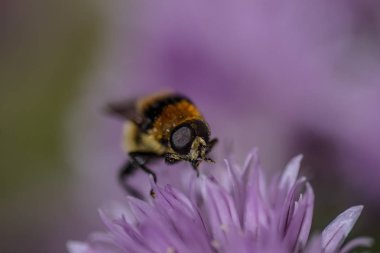 Mor çiçekte bir arı