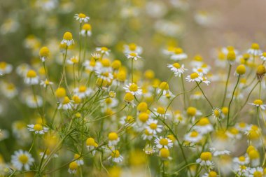 Alan bahar beyaz çiçek 