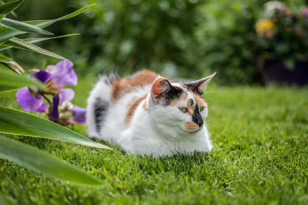 여름에 잔디에 고양이 — 스톡 사진