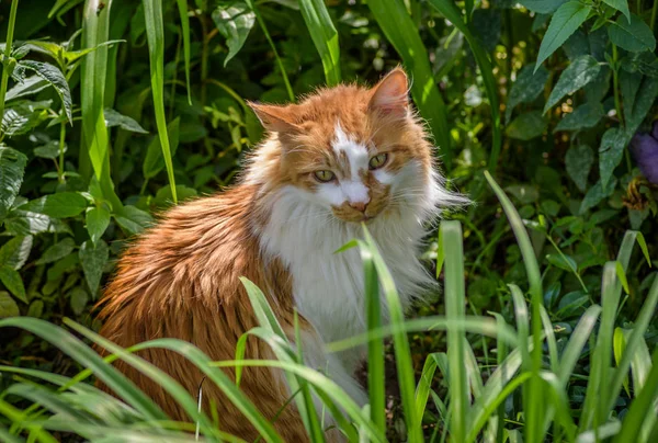 정원에서 줄무늬 고양이 — 스톡 사진