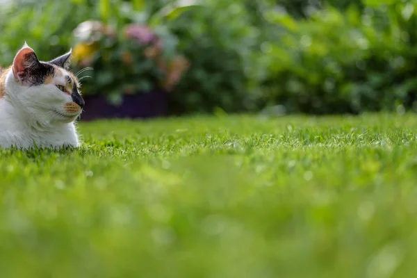 Chat calico pose dans l'herbe — Photo