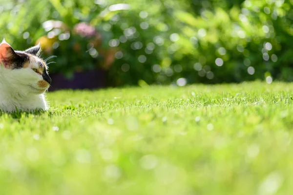 夏に草の上に寝そべってるかわいいカリコ猫 — ストック写真